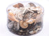 black tan white cream coral and shell pack
